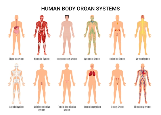 Main 12 human body organ systems flat educative anatomy physiology front back view flashcards poster vector illustration