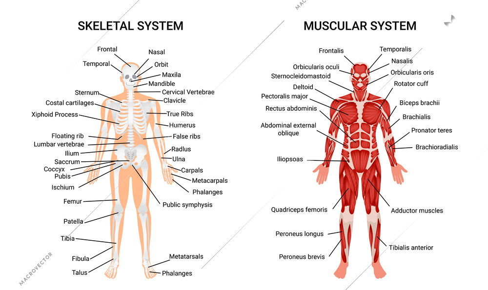 Muscular and skeletal systems anatomy chart complete educative guide poster displaying human figure from front vector illustration