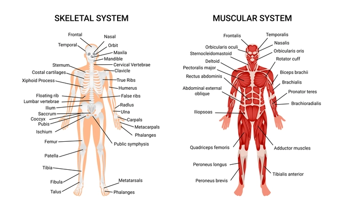 Muscular and skeletal systems anatomy chart complete educative guide poster displaying human figure from front vector illustration