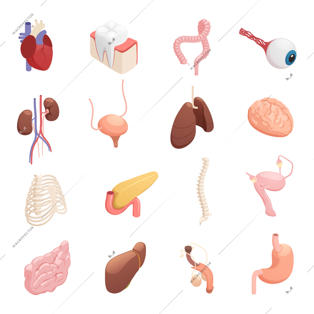 Human organs anatomy isometric icons collection with heart liver lungs brain stomach bladder intestine isolated vector illustration