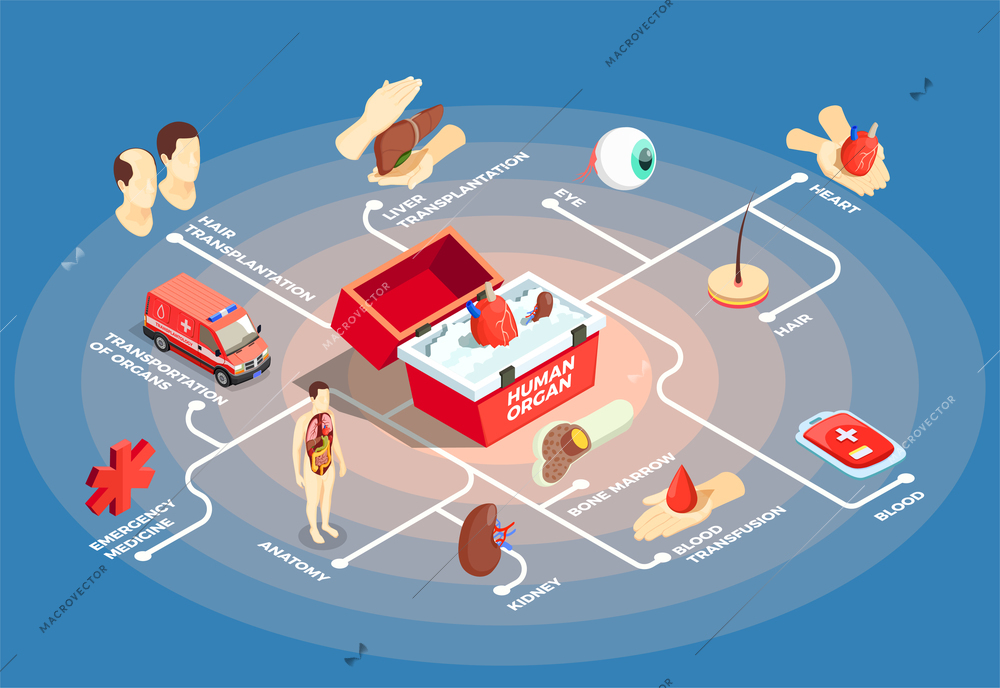 Transplantation isometric flowchart with donor heart in medical case for human organs anatomy dummy bone marrow liver eye icons vector illustration