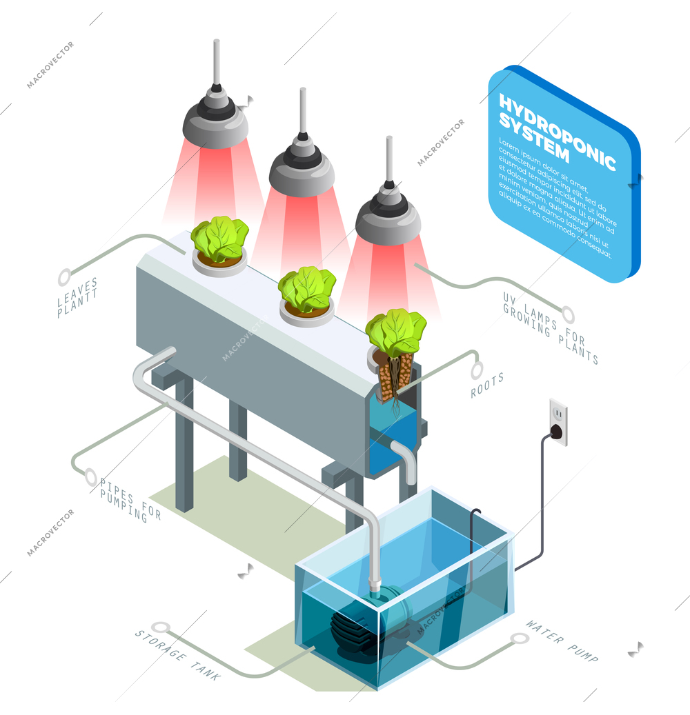 Hydroponic system infographic layout explaining method of growing plants on artificial environments without soil isometric vector illustration