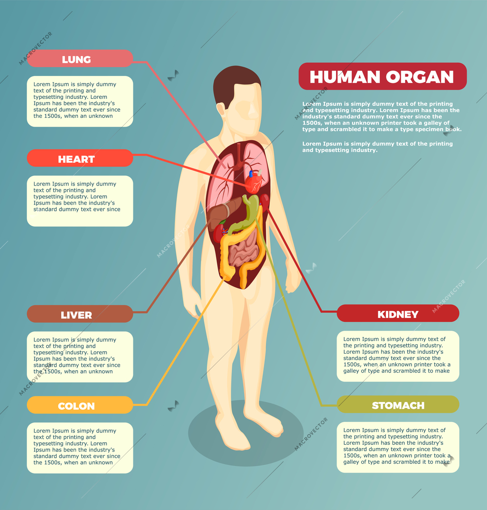 Anatomy of human body with internal organs medical poster with describing text information isometric vector illustration