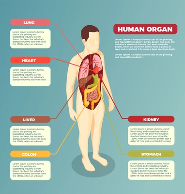 Anatomy of human body with internal organs medical poster with describing text information isometric vector illustration