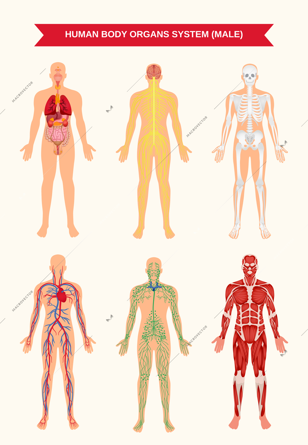 Male body internal organs circulatory nervous and skeletal systems anatomy and physiology flat educative poster vector illustration