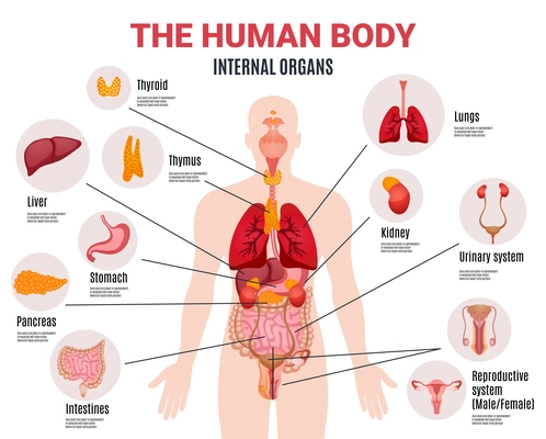 Human body internal organs schema flat infographic poster with icons images names location and definitions vector illustration