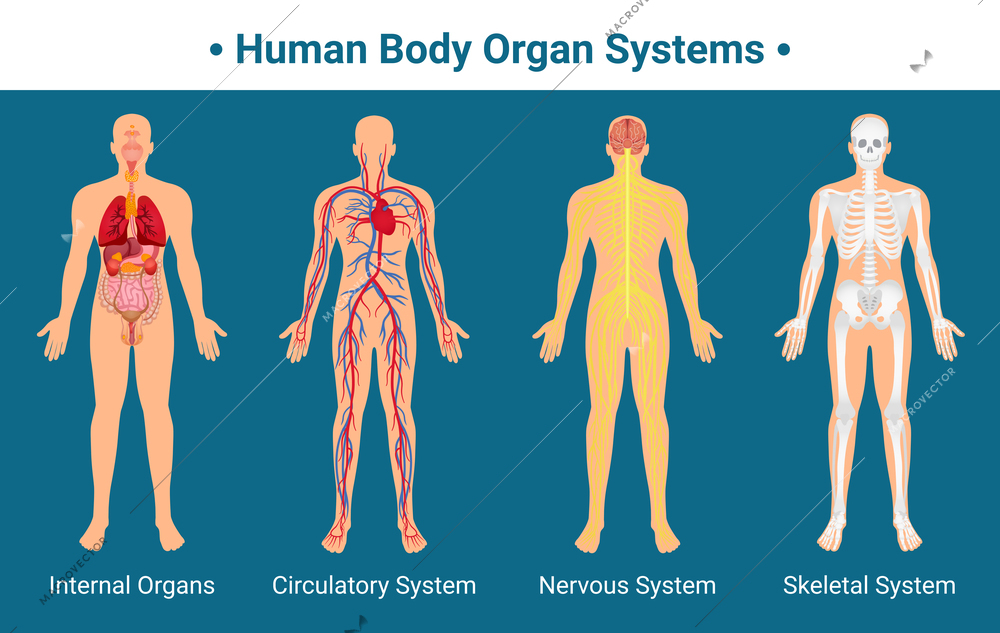 Human body internal organs circulatory nervous and skeletal systems anatomy and physiology flat educative poster vector illustration