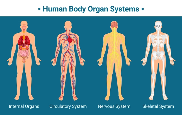 Human body internal organs circulatory nervous and skeletal systems anatomy and physiology flat educative poster vector illustration