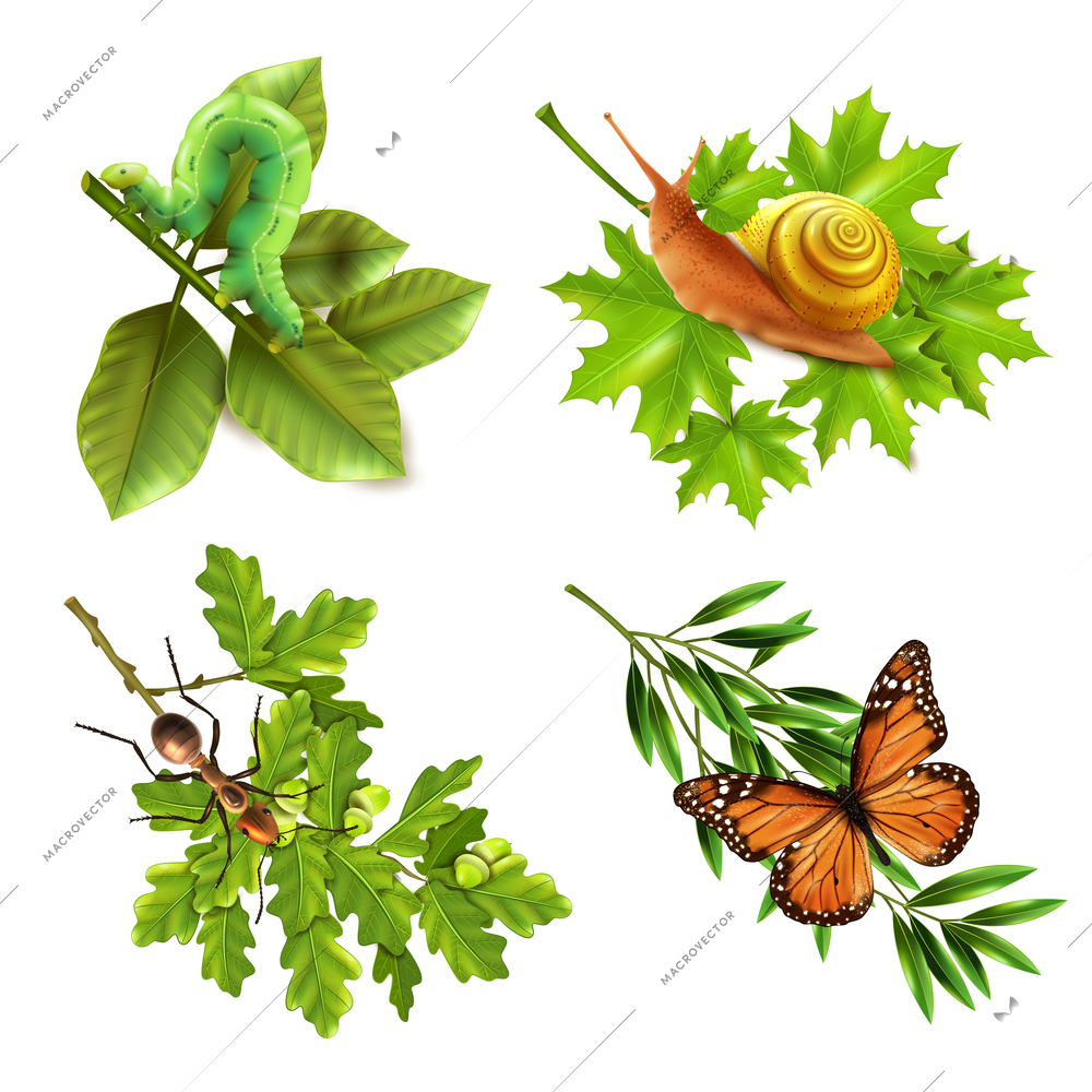 Insects on plants concept 4 realistic icons set with caterpillar snail butterfly and ant isolated vector illustration