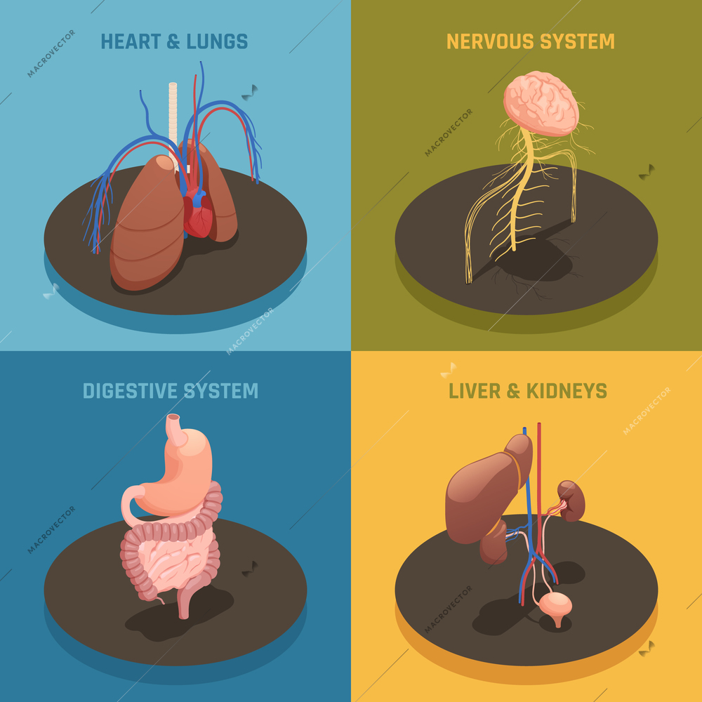 Human internal organs anatomy 4 isometric icons concept with heart lungs liver kidney systems isolated vector illustration