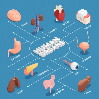 Human organs anatomy isometric flowchart with pancreas stomach liver heart eye tooth lungs brain kidneys vector illustration