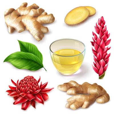 Realistic ginger root with red flowers  spicy set with tea, leaves on white background isolated vector illustration