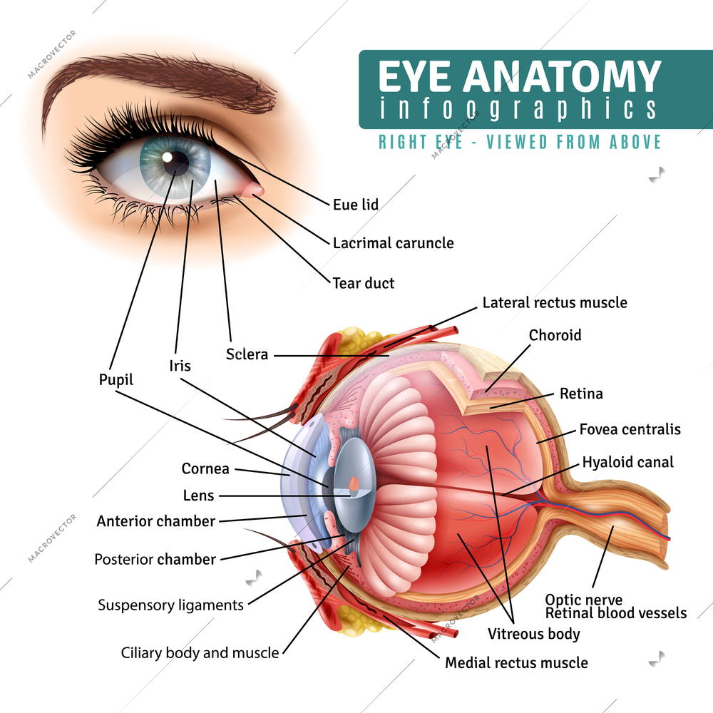 Human eye anatomy infographics with outside view and organ inside structure on white background realistic vector illustration