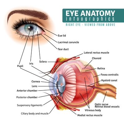 Human eye anatomy infographics with outside view and organ inside structure on white background realistic vector illustration