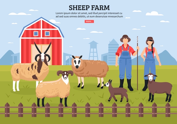 Sheep breeding husbandry with barn and farmers couple among  grazing lambs ewe ram flat poster vector illustration