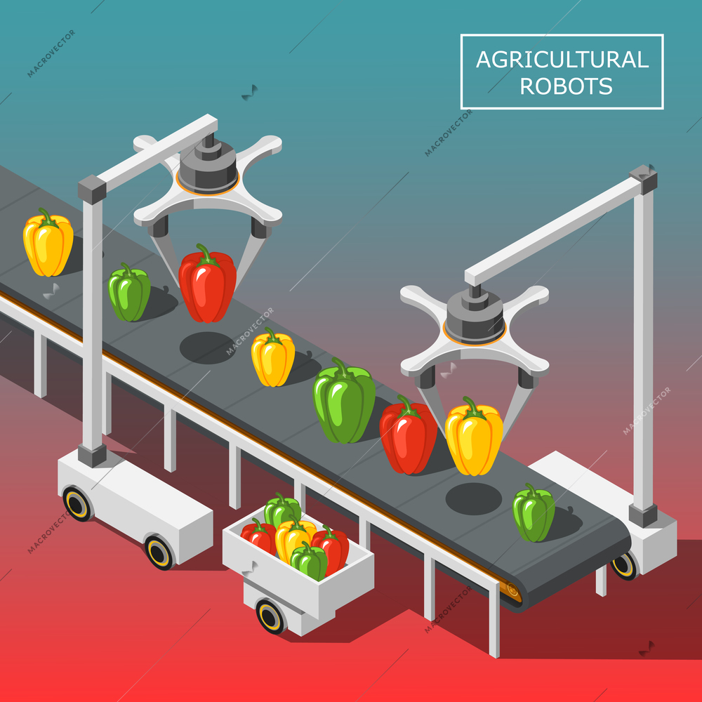 Agricultural robots isometric background with modern automated devices intended for vegetable sorting on transporter vector illustration