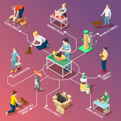 Animal care volunteers during feeding, grooming, walking, veterinary inspection isometric flowchart on gradient background vector illustration