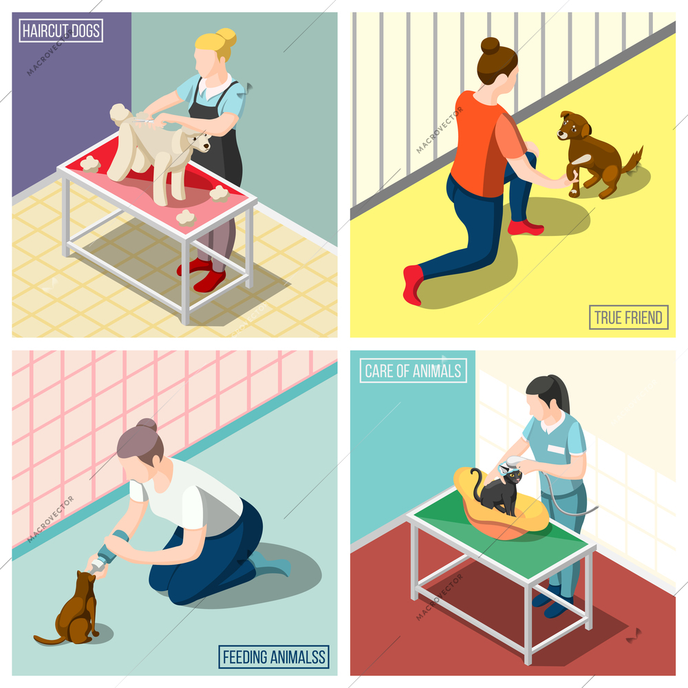 Women volunteers during feeding animals, washing cats, grooming dog isometric design concept isolated vector illustration