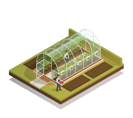 Tunnel shaped plastic greenhouse facility with workers watering  plants and fertilizing seedlings isometric composition vector illustration