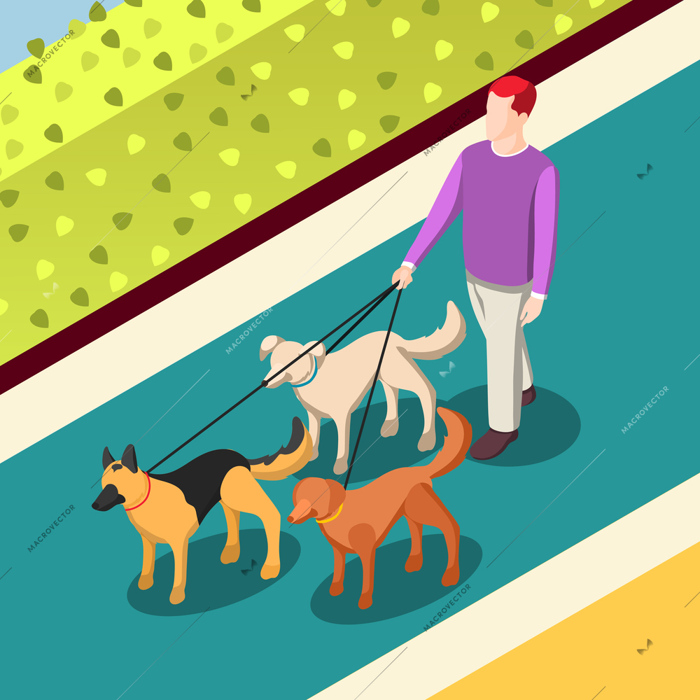 Employed worker during dogs walking on leashes on walkway with green bushes isometric background vector illustration