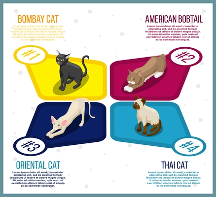 Purebred cats isometric infographics with information about breeds on white background with grey spots vector illustration