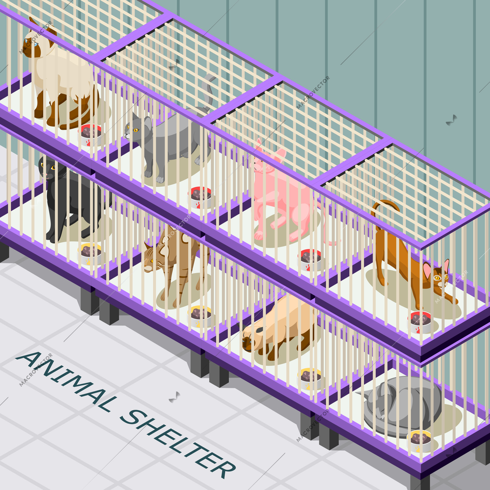 Cat shelter isometric background with animals on various breeds in cages with feed vector illustration