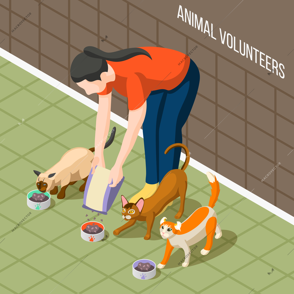 Girl volunteer during feeding cats, dry nutrition in bowls for hungry animals isometric background vector illustration