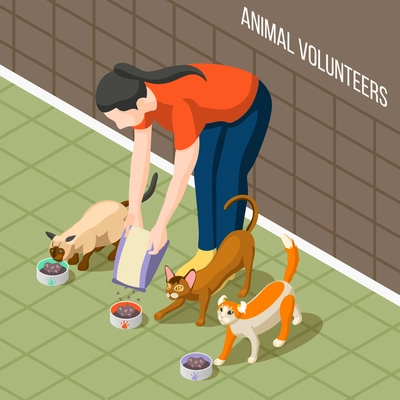 Girl volunteer during feeding cats, dry nutrition in bowls for hungry animals isometric background vector illustration