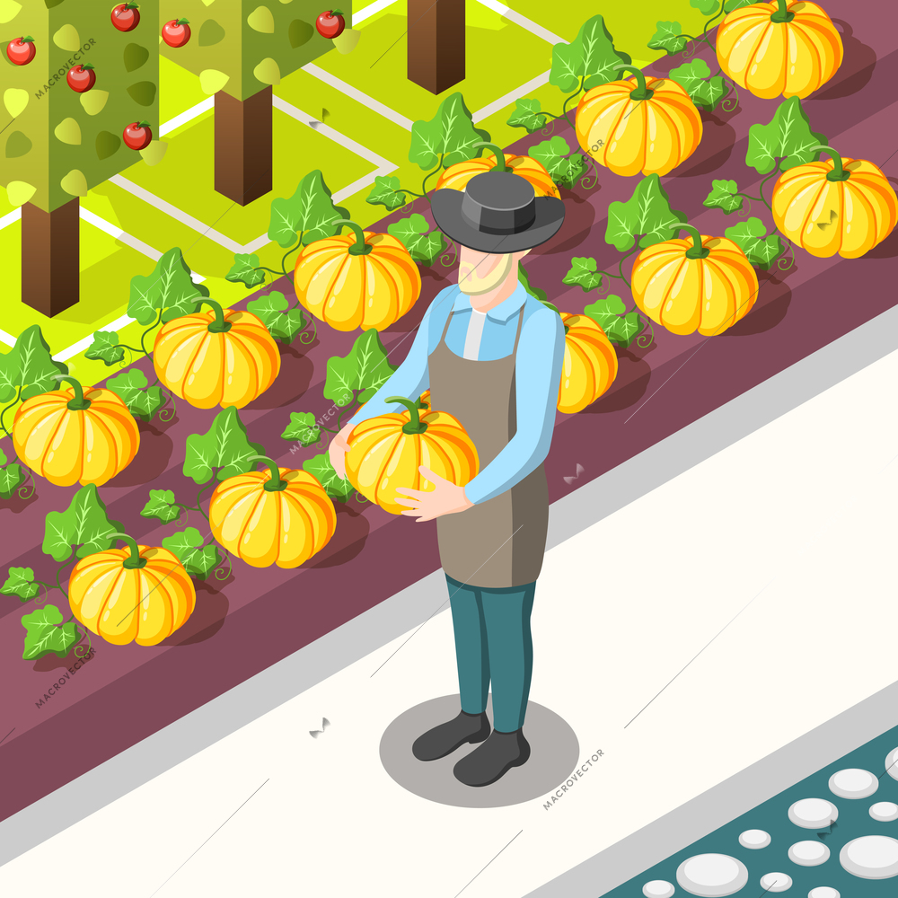 Organic food isometric background with farmer, harvest of pumpkins, garden with apple trees vector illustration