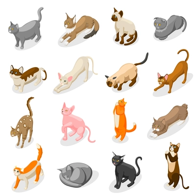 Purebred cats including scottish fold, bobtail, british, bombay and oriental breed isometric icons isolated vector illustration