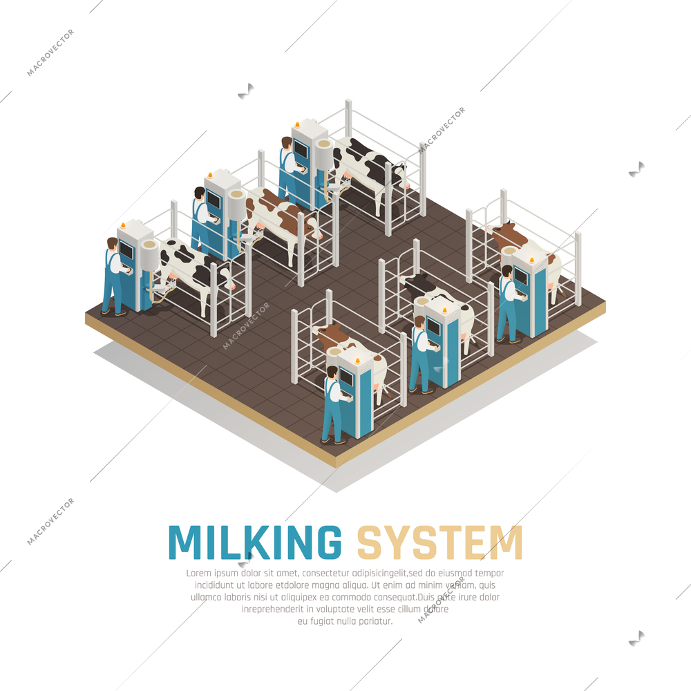 Dairy production milk factory isometric composition with editable text and view of semi-automatic milking operation vector illustration