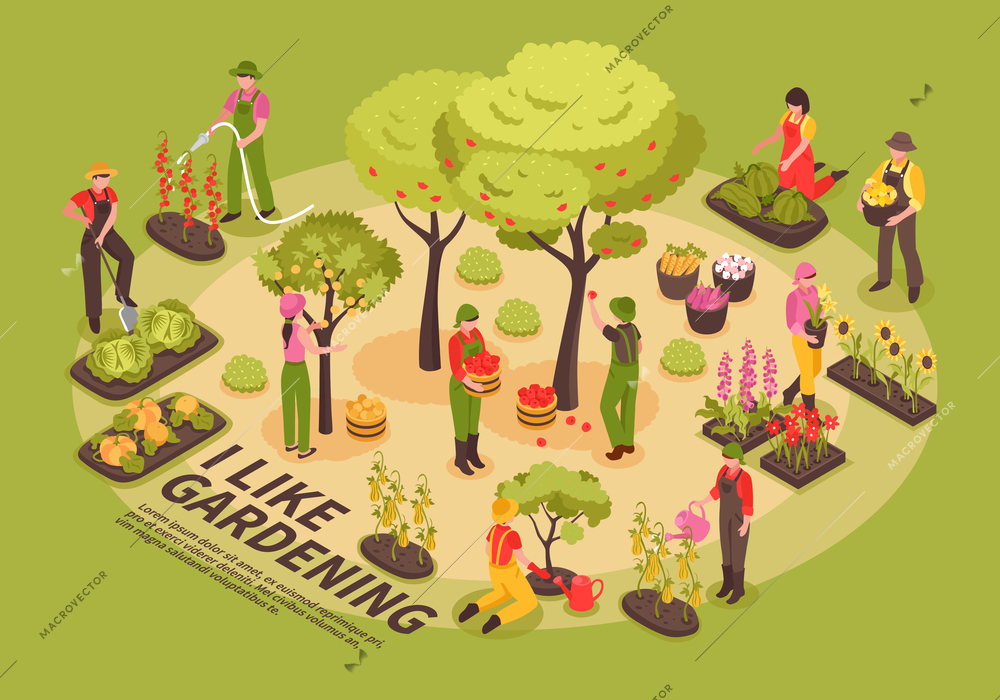 Gardening infographic elements composition isometric poster with trees flowers  planting vegetables watering cabbage pumpkin harvesting vector illustration