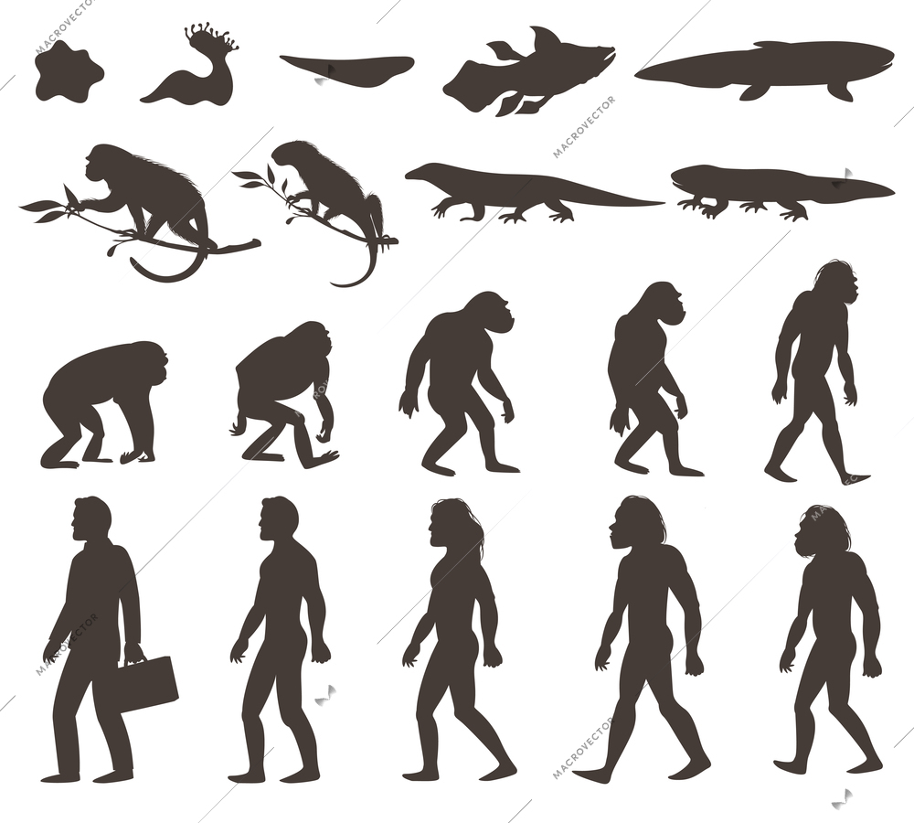 Human evolution darwin theory set of silhouettes of amphibian, reptile, primates and modern person isolated vector illustration