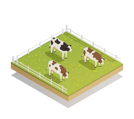 Dairy production milk factory isometric composition with images of cows depasture on grass in farm yard vector illustration