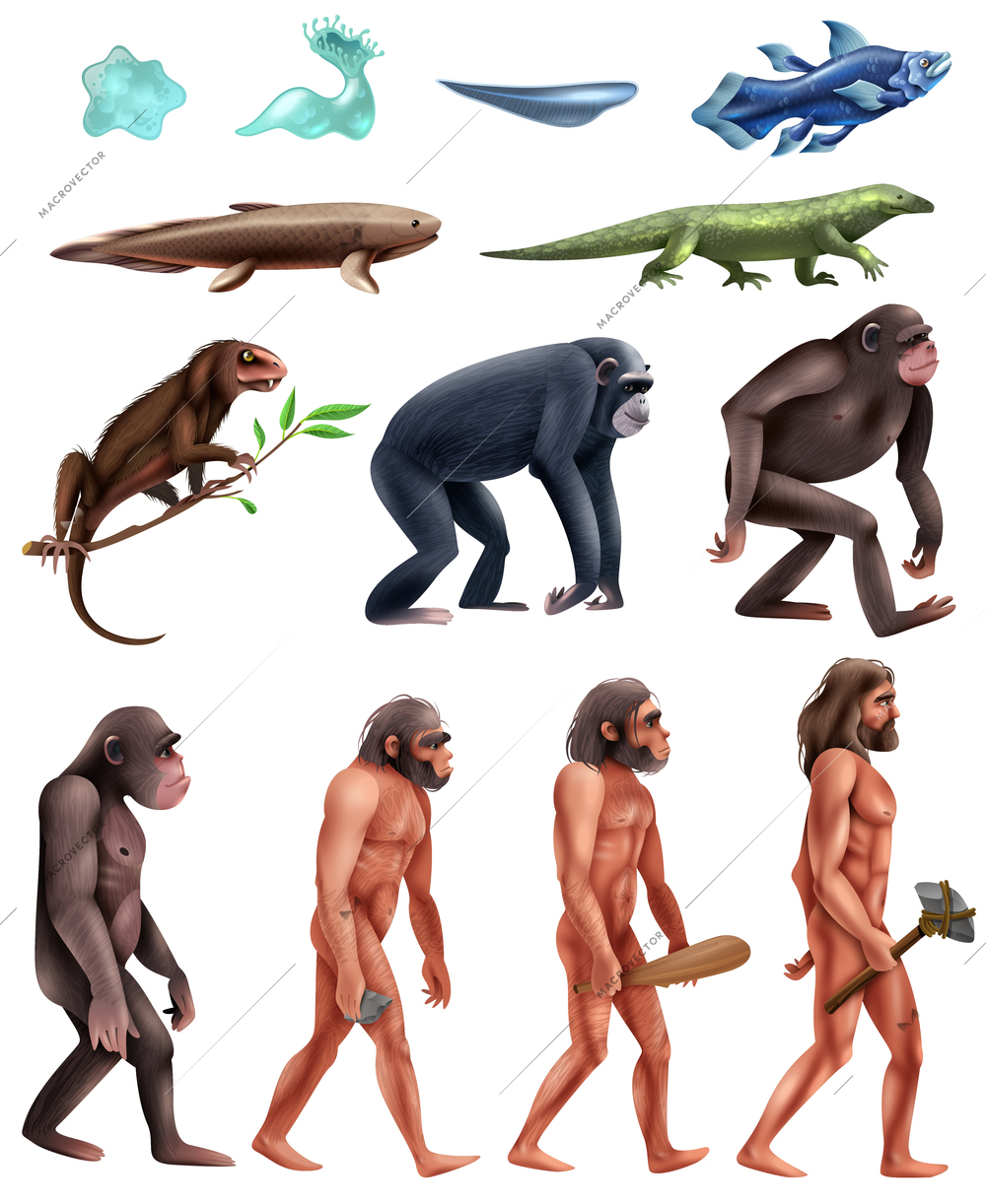 Colored and isolated darwin evolution icon set with transition from era to era vector illustration