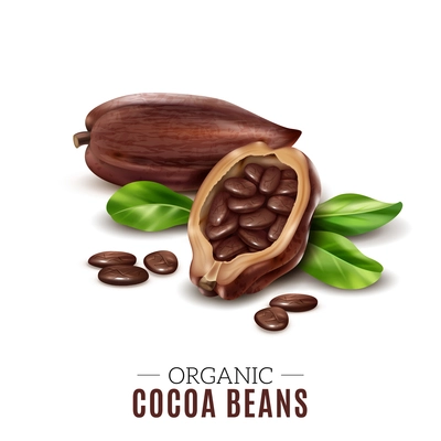 Colored realistic cocoa composition with organic cacao bean headline and broken beans vector illustration