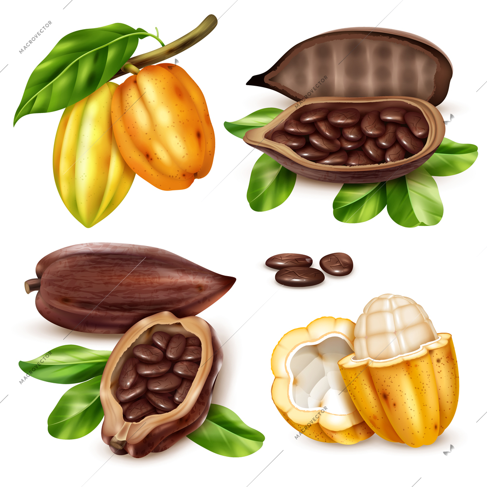 Isolated and realistic cocoa icon set with unripe and ripe fruit in cut form and whole vector illustration