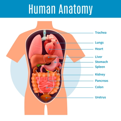 Human anatomy poster with body organs names realistic vector illustration