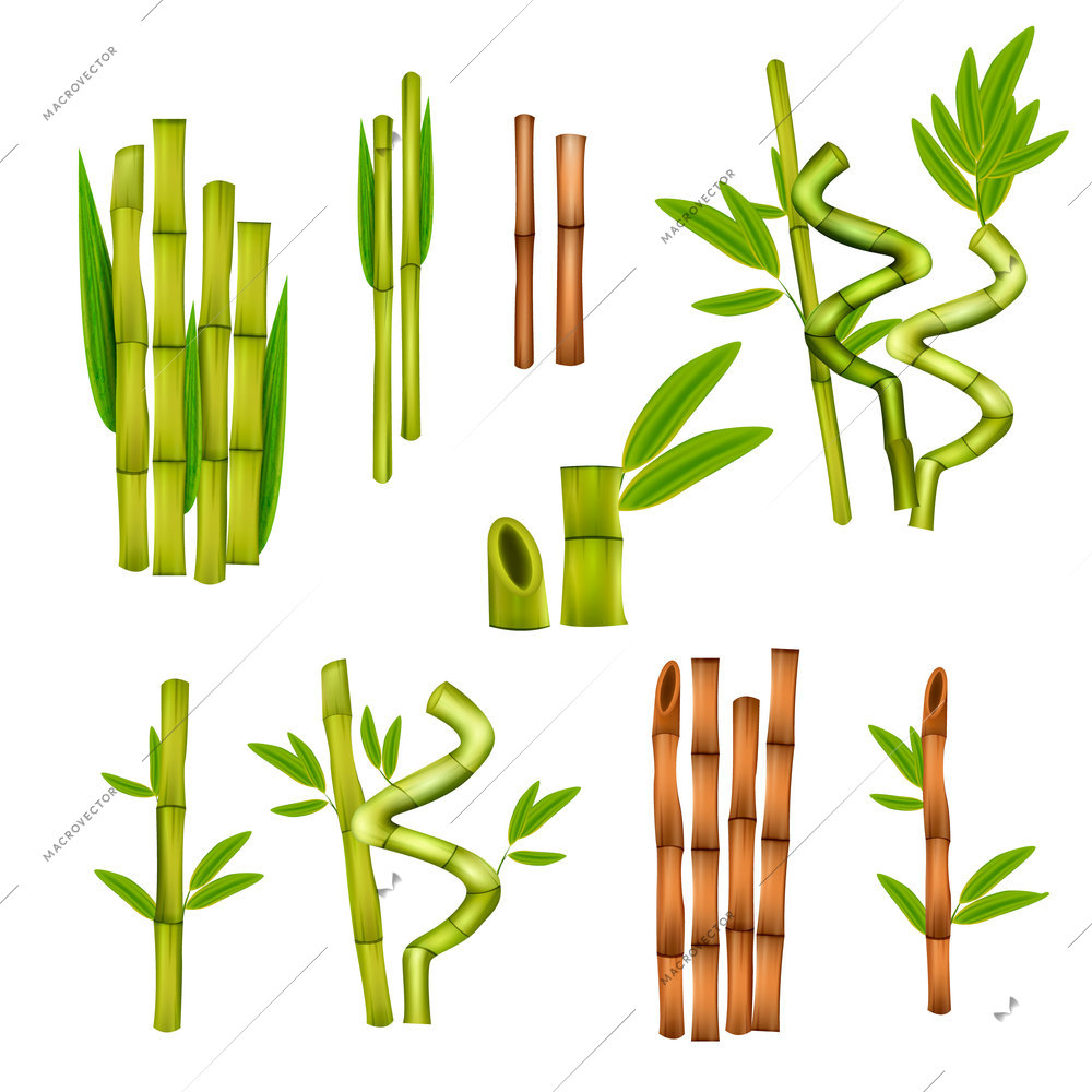 Green bamboo decorative elements and warm massage hollow canes tools various styles realistic set isolated vector illustration
