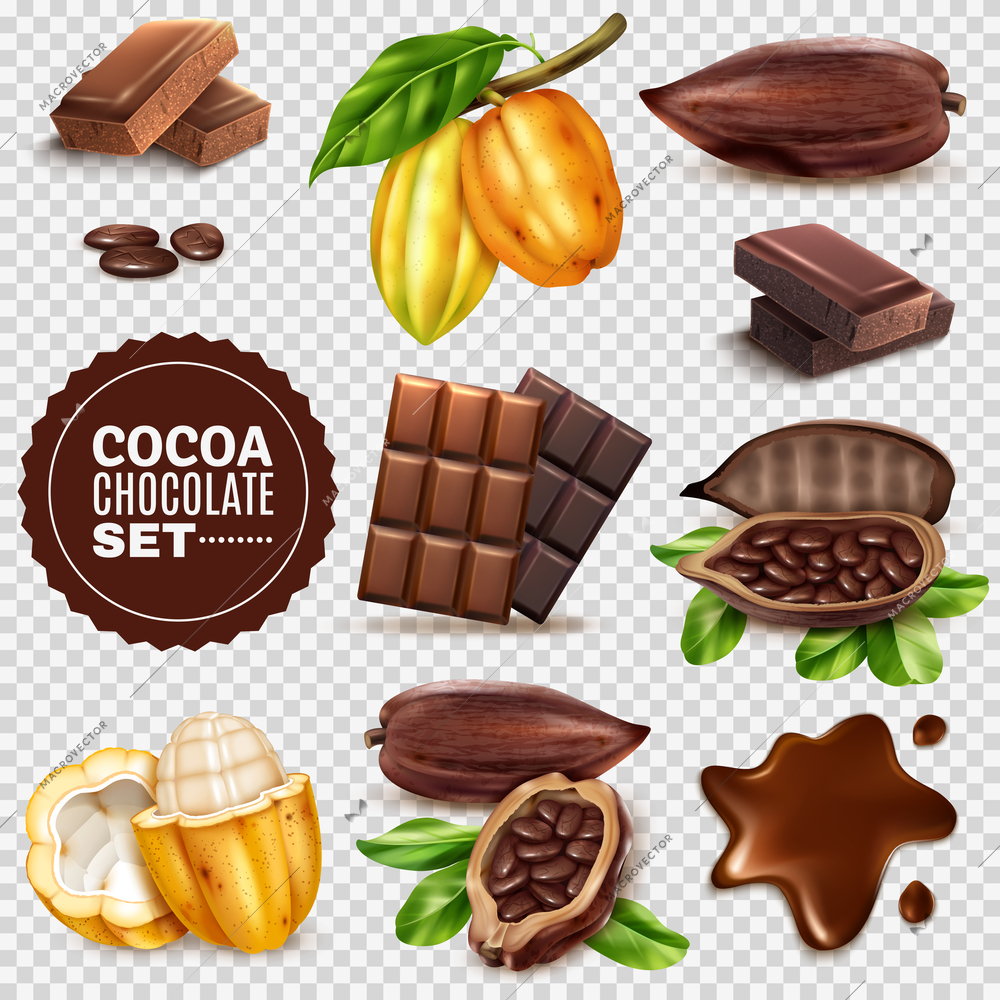 Set of realistic fresh and dried cocoa pods with seeds, chocolate isolated on transparent background vector illustration