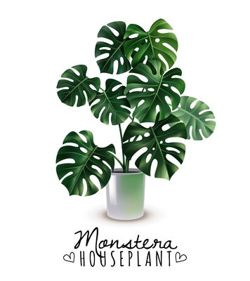 Realistic house plant monstera with carved leaves in glossy pot isolated on white background vector illustration