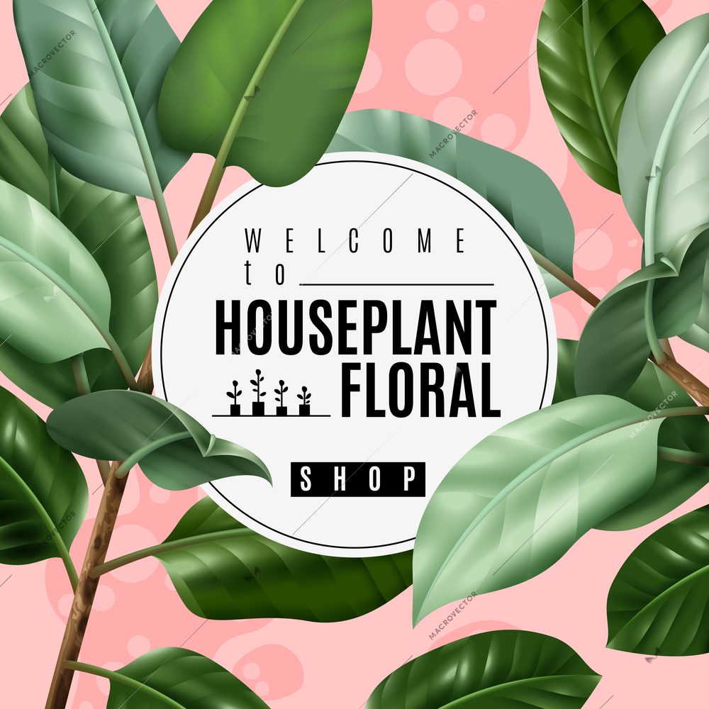 Floral shop poster with realistic house plant ficus, white round frame on pink background vector illustration