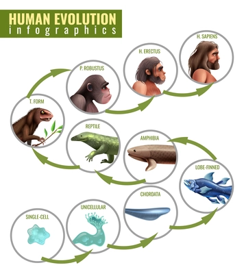 Human evolution infographics with development stages from single cell to homo sapiens on white background vector illustration