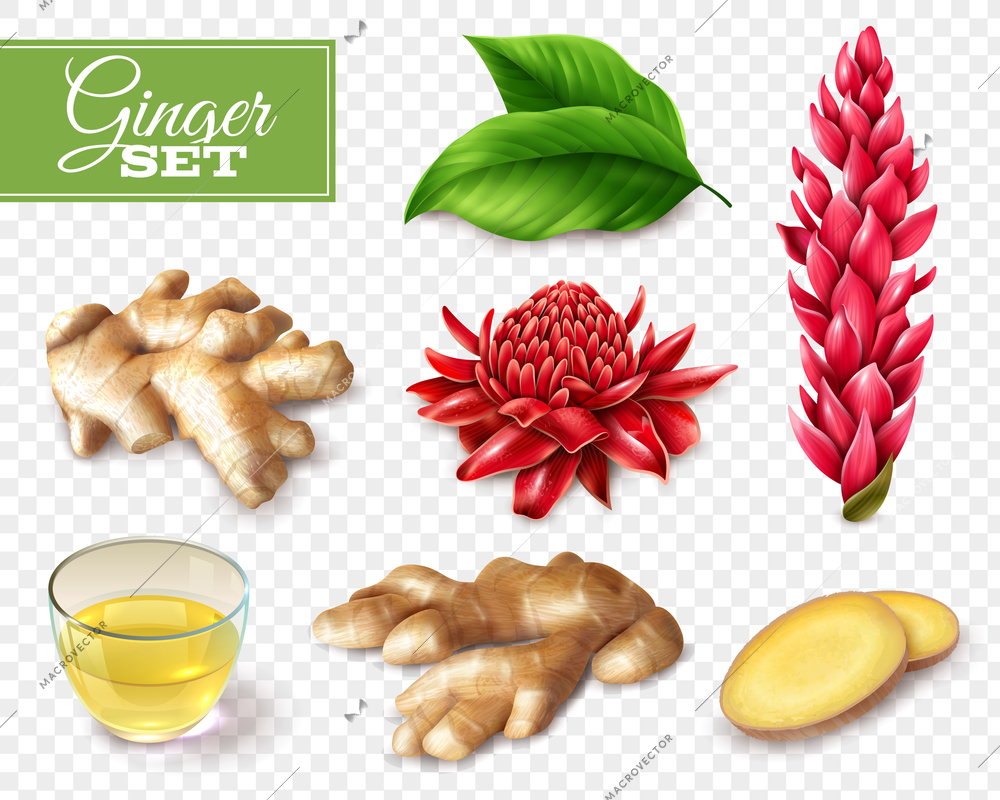 Set of ginger root and red flowers, tea in glass cup, isolated on transparent background vector illustration