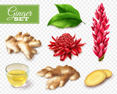 Set of ginger root and red flowers, tea in glass cup, isolated on transparent background vector illustration