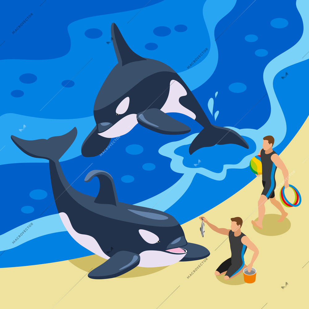 Sea circus isometric background with animal tamers nursing and training killer whales vector illustration