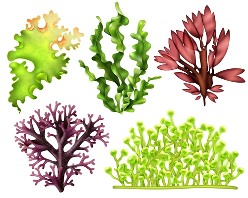 Set of realistic sea weeds including red, brown and green food algae isolated vector illustration