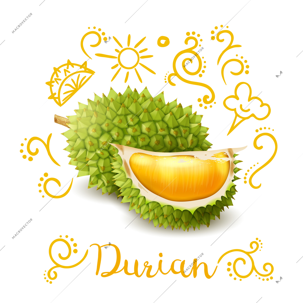 Exotic tropical fruit durian with yellow doodles, composition on white background vector illustration