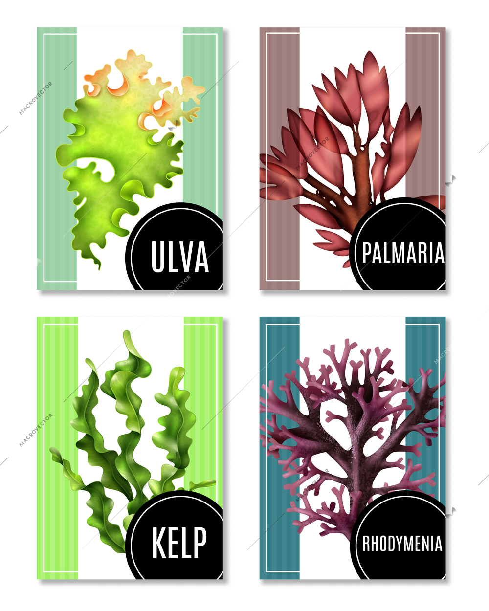 Set of realistic sea weeds posters or banners, food algae of various type, isolated vector illustration