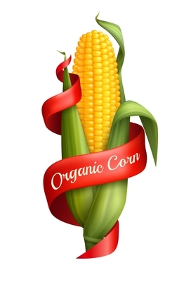 Realistic corn cob with green leaves and red ribbon on white background isolated vector illustration